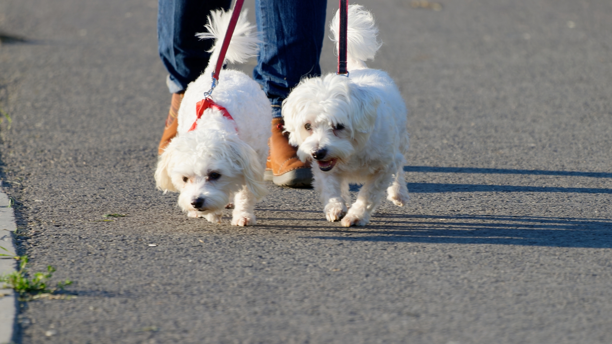 Veterinärer varnar hundägare för ny råttpest