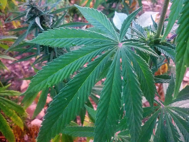 Idag blir cannabis lagligt i Tyskland